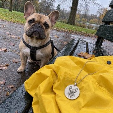 AI concept: A silver necklace engraved with French bulldog Louis lies on a yellow raincoat beside the matching fawn dog.