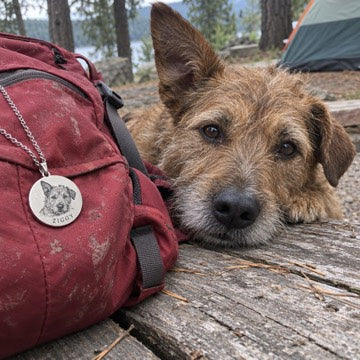 AI concept: Ziggy the scruffy mixed-breed dog beside his silver portrait necklace on a red camping backpack.